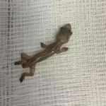 Jovem brasileira diz que perdeu casa, amigas e familiares na guerra