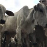 Tempo em Alagoas deve ter calor intenso e possibilidade de chuvas no primeiro fim de semana de maio