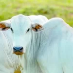 Mostra Mulheres+ no Cinema abre inscrições para oficinas gratuitas em Maceió