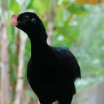 Prefeito JHC exonera indicados de vereadores que barraram votação de empréstimo