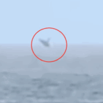 Avião com cocaína cai em canavial em Coruripe; piloto estrangeiro morre