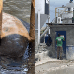 STJ empossa Maria Marluce Caldas, primeira ministra alagoana da história