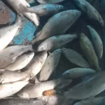 Prefeito anuncia concurso para Guarda Municipal de Maceió após 25 anos sem seleção